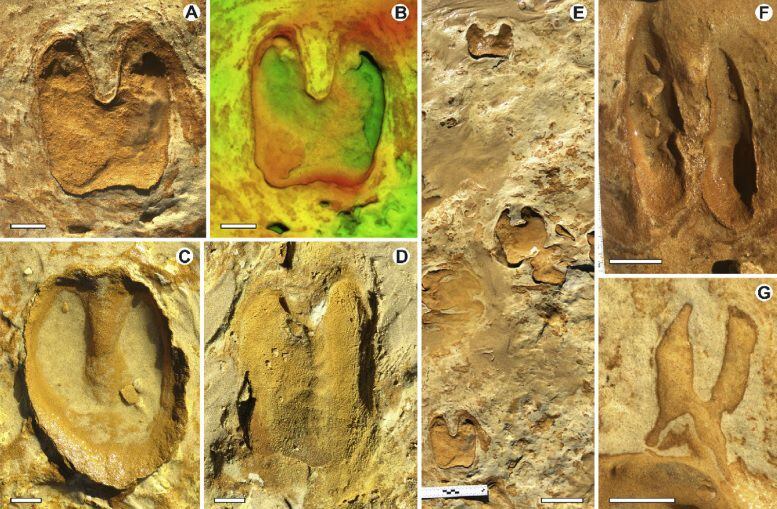 Huellas de diferentes especies halladas en Matalascañas (Huelva) y reflejadas en la investigación publicada en 'Quaternary Science Reviews'