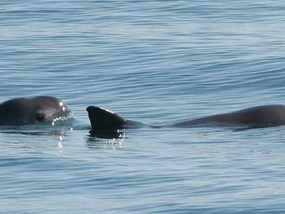 Dos ejemplares de la vaquita matina en peligro de extinci&oacute;n.