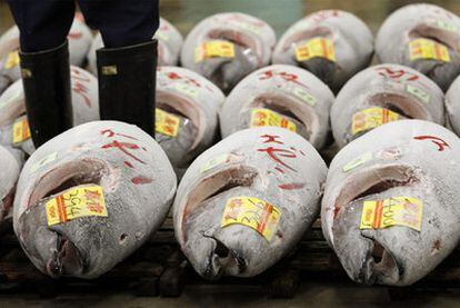 Atunes congelados en una lonja japonesa.