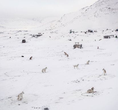 En Ilulissat quedan pocos perros de trineos. En invierno no se recomienda viajar por el mar helado: es muy peligroso
