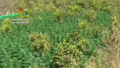 Así se mezclaba la marihuana con los árboles frutales en la plantación de Monda, donde han sido intervenidas 12.100 plantas. 