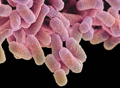 Micrografía electrónica (coloreada) de bacterias <i>Escherichia coli</i>, que forman parte habitual de la flora intestinal.