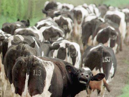 Foto de archivo de un rebaño de vacas de una zona de Escocia afectada por la enfermedad de las vacas locas.