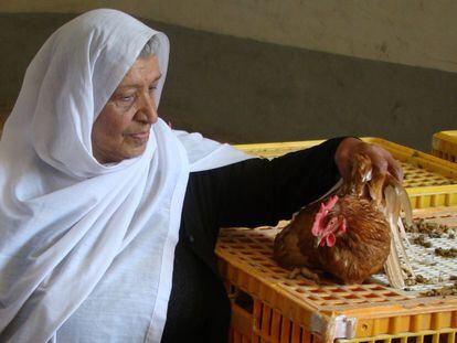 Una mujer inspecciona una de las 20 gallinas ponedoras que ha recibido dentro de un plan para asistir a hogares afectados por el conflicto en Qatana, cerca de Damasco (Siria).