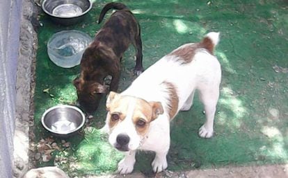 'Maisie' (izquierda), el cachorro de dos meses que murió asesinado. 'Molly' (derecha) logró escapar.