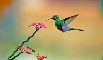 Cuban Emerald Hummingbird 
