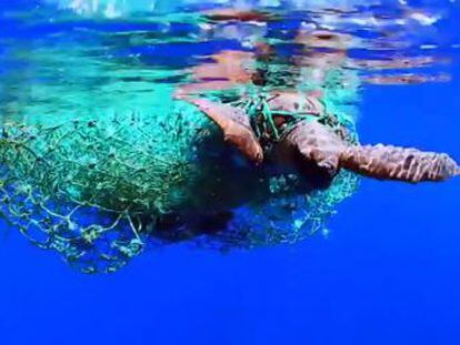 Un grupo de pescadores encontró a este ejemplar de tortuga boba atrapada en una red de plástico