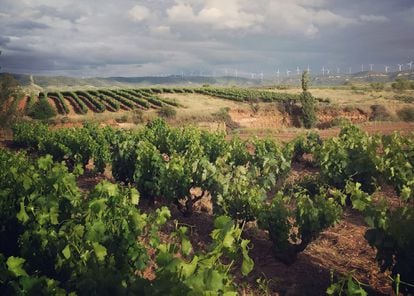 Viñedos del municipio de Quel en Rioja Oriental con molinos de la Sierra de Yerga al fondo.