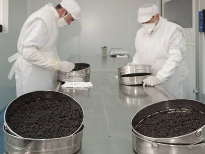 Dos trabajadores seleccionan el caviar de esturi&oacute;n Nacarii, producido por Neolectra en el valle de Aran.