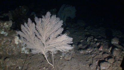 Gorgonia abanico ('Callogorgia verticillata'), en las agua profundas de Alborán