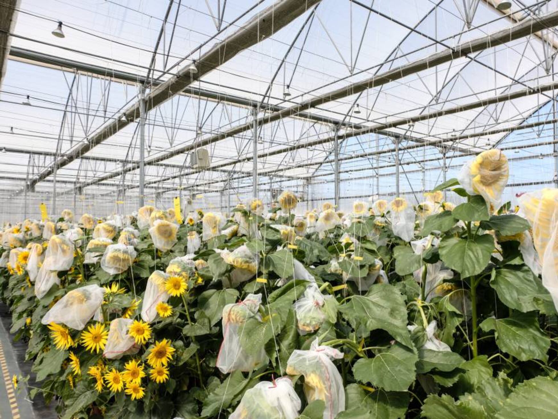 Conjetura del girasol: En las estructuras muy grandes siempre aparecen  patrones | Café y teoremas | Ciencia | EL PAÍS