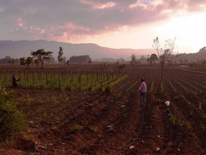 Un campesino trabaja la tierra en la tarde cerca de Tecpán, Chimaltenango, Guatemala