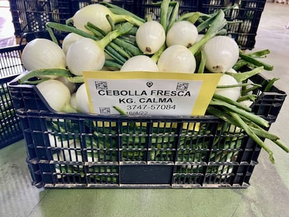 Cebolla fresca de Pepe Álvarez. productos