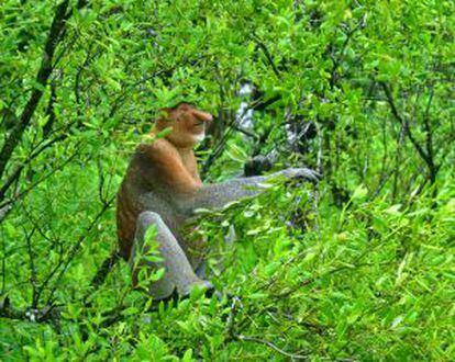 Mono násico en el parque nacional de Bako, en la isla de Borneo (Malasia).