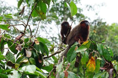 Los monos tití cobrizos de la selva amazónica del Perú sobre la copa de un árbol de Igna.