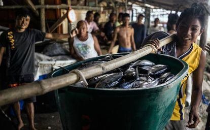 Un pescador carga atunes para el mercado de Puerto Princesa. Organizaciones como el WWF forman a los profesionales para usar métodos de pesca menos dañinos y evitar así la disminución de las poblaciones de peces en el Triángulo de Coral.