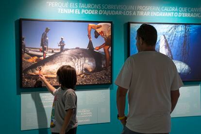 Un niño ante una imagen de un tiburón pescado, en la exposición sobre estos animales en Barcelona.