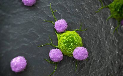 Recreación artística de linfocitos atacando una célula cancerígena. 