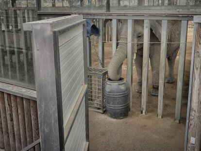 Una de las elefantas en el zoo de Barcelona