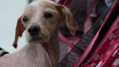 Sandy is now in foster care recovering from her skin infection and malnutrition.