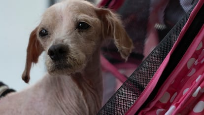 Sandy esta ahora en un hogar en adopción temporal recuperandose de la infección en su piel y la desnutrición.