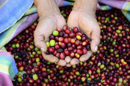 Semillas de café en Perú.