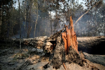 Un árbol arde mientras los miembros de la brigada de bomberos del Instituto Brasileño de Medio Ambiente y Recursos Naturales Renovables (IBAMA) intentan controlar los puntos calientes en un tramo de la selva amazónica cerca de Apui, el 11 de agosto.