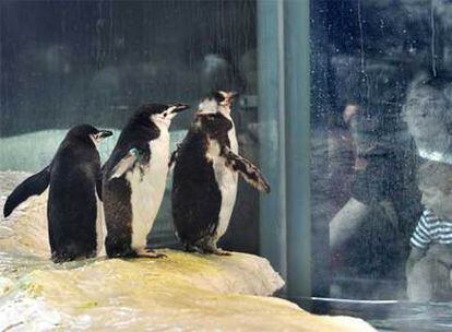 Unos visitantes ante   el ecosistema polar instalado en Faunia para los pingüinos.