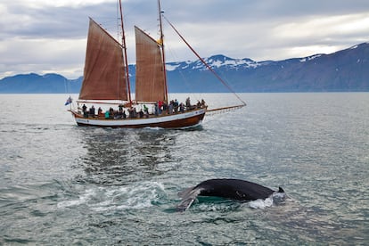 De la ciudad de Húsavík zarpan excursiones en barco para avistar ballenas en los fiordos del norte de Islandia.