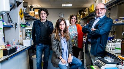 Desde la izquierda, los investigadores Marcos Malumbres, Carolina Villarroya, Sandra Rodríguez y Miguel Urioste, en un laboratorio en el Centro Nacional de Investigaciones Oncológicas, en Madrid.