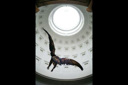 Bajo la cúpula de la rotonda alta de Goya, Miguel Ángel Blanco ha colgado un águila real, procedente del Museo Nacional de Ciencias Naturales.