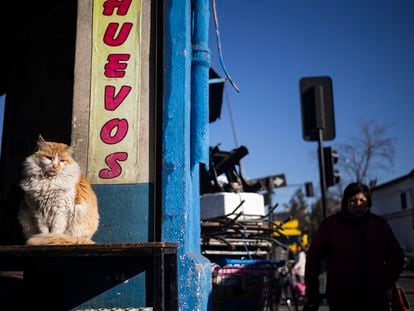 Un gato en el mercado de La Vega en Santiago (Chile).