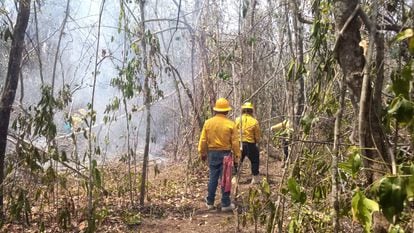 Brigadas comunitarias luchan para sofocar el incendio en la Reserva de la Biosfera de Calakmul, en Campeche, el 25 de abril de 2022.