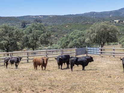 Una ganadería de toros bravos en la zona de Bailén (Jaén).