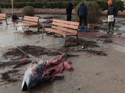 Una tonyina apareguda al passeig Marítim de l'Ampolla.