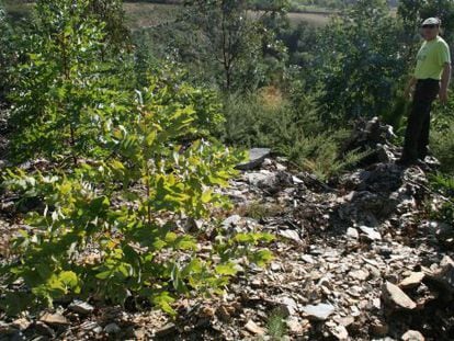 Parapeto defensivo del Coto dos Castros, en el l&iacute;mite entre Mondo&ntilde;edo y Lourenz&aacute;, destruido por m&aacute;quinas y replantado de eucalipto.