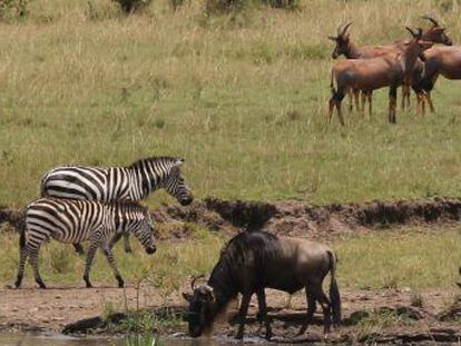 Animales como avestruces, jirafas y cebras buscan la compañía de especies que les alerten de los ataques de depredadores