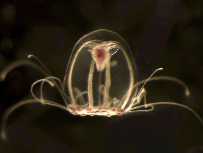 Una vez en la edad adulta la 'Turritopsis dohrnii' es capaz de volver al estado pólipo si las condiciones ambientales son adversas, pero en laboratorio han visto que la reversión también puede ser espontánea.