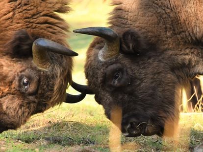 Los bisontes de la sierra de Andújar.