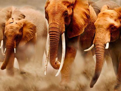 Cada a&ntilde;o mueren decenas de miles de elefantes tiroteados.