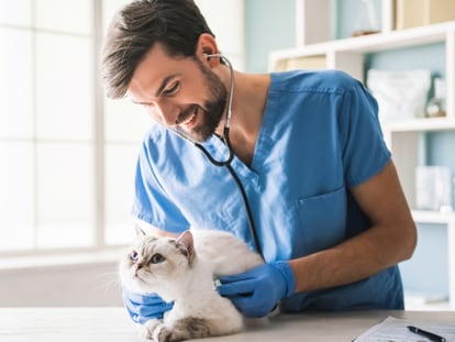 ¿Te gustaría ser ayudante Veterinario? Encuentra aquí el mejor curso FP 'online' y a distancia