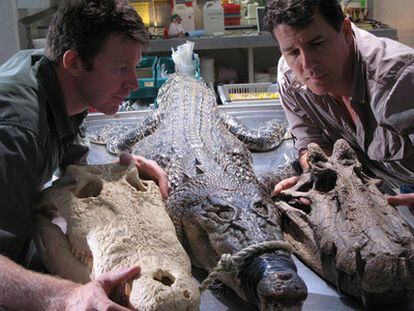 Los paleontólogos Hans Larsson y Paul Sereno comparan cráneos de cocodrilos fósiles con un ejemplar actual.