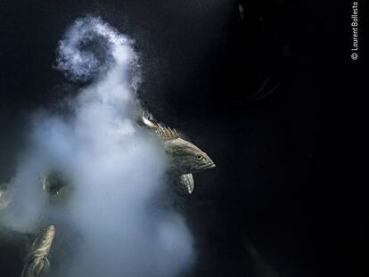 Las imágenes ganadoras del ‘Wildlife Photographer of the Year 2021’
