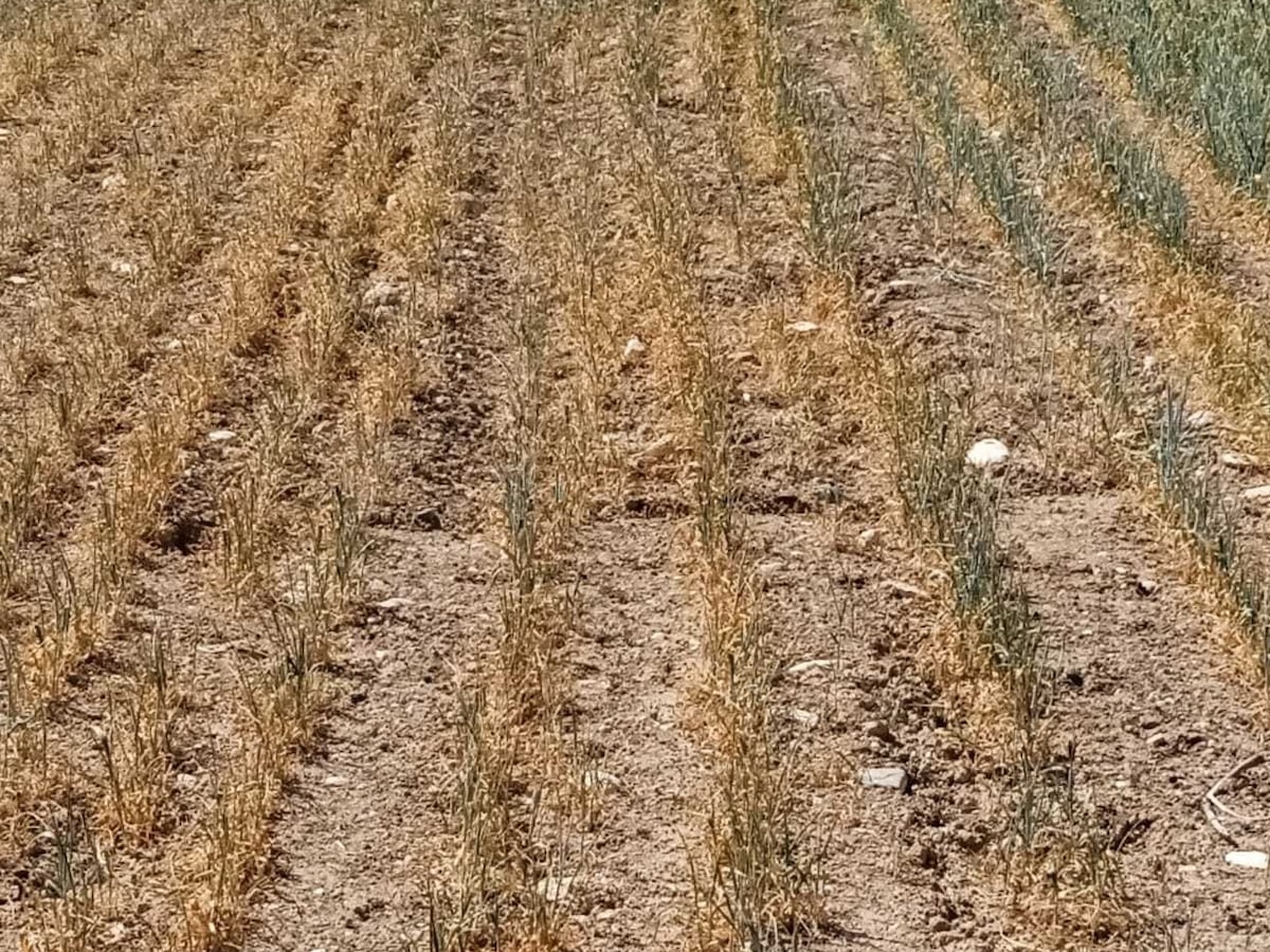 La falta de lluvias diezma la cosecha de cereal y dispara los costes ganaderos | Economía La falta de lluvias diezma la cosecha de cereal y dispara los costes ganaderos | Economía