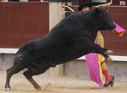 Uno de los toros de la ganadería Alcurrucén, en un espectacular salto ayer en Las Ventas.