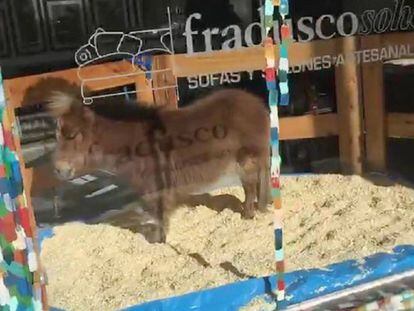 &quot;Tuco&quot; en el escaparate de una comercio de venta de muebles en Palermo, ciudad de Buenos Aires.