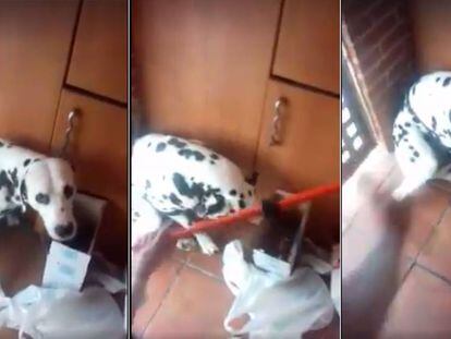 Una madre y su hijo, de 12 años, maltratan a 'Benji', un cachorro de dálmata, en Vitoria.