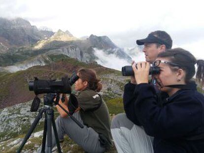 Más de 60.000 aves han cruzado el Pirineo aragonés hasta agosto en busca de un invierno cálido