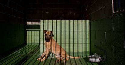 Un perro dentro de una jaula.