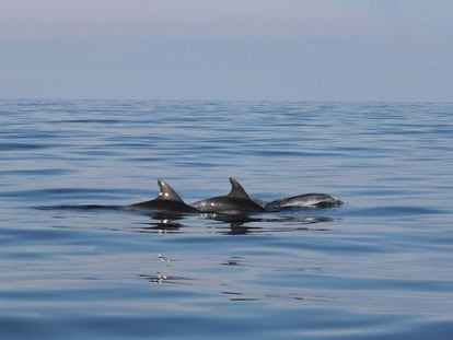 Delfines en el norte del Mar Adriático, vistos frente a la costa de Rimini, Italia.